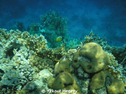 Coral-Sharm El-shaikh-Egypt by Yakout Hegazy 